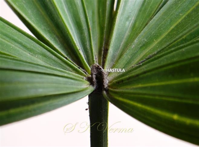  Petiole apex with hastula
